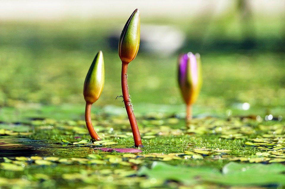 water-lilies-1388690_960_720