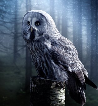 owl in forest